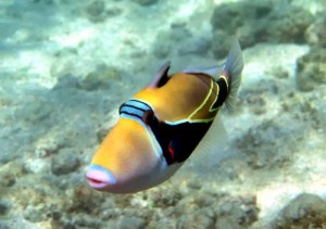 Humuhumunukunukuapua'a r800